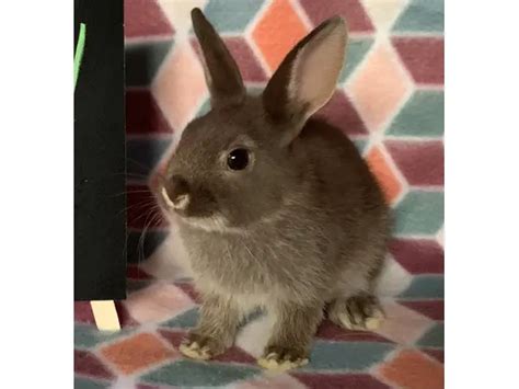 Angora rabbit, Arizona Phoenix 40 Baby bunnies melendezevelyn355 2 of my adult bunnies gave birth to 4 baby bunnies that are now 3 months old and are read. . Dwarf bunnies for sale in phoenix az